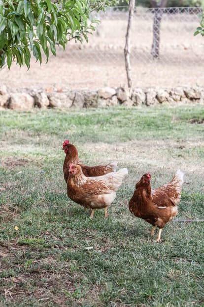Finca Es Rafal in Alaró