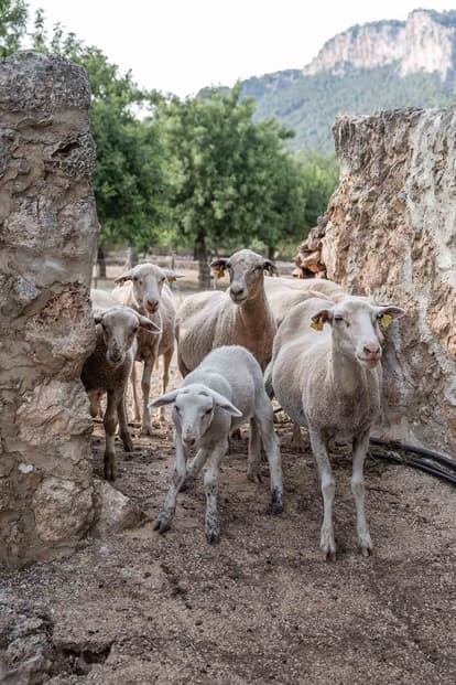 Finca Es Rafal in Alaró