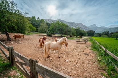 Villa Splendor in Pollensa
