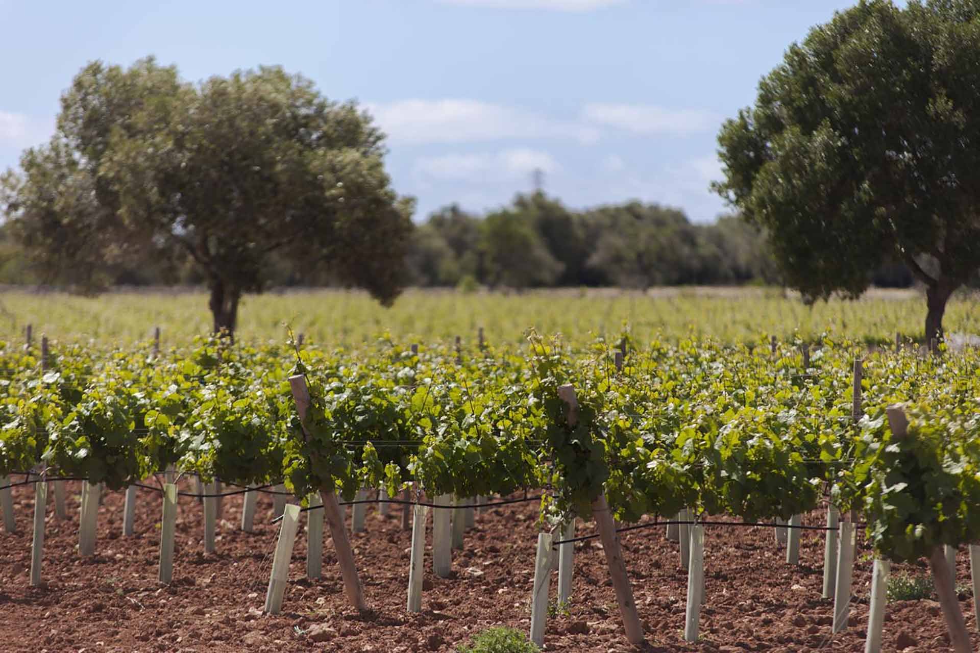 The Queen Bee Villa in Llucmajor, Holiday Villa by Mallorca Collection