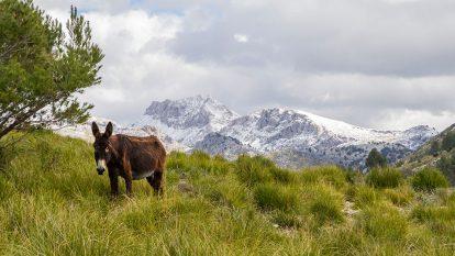 Hiking in Mallorca