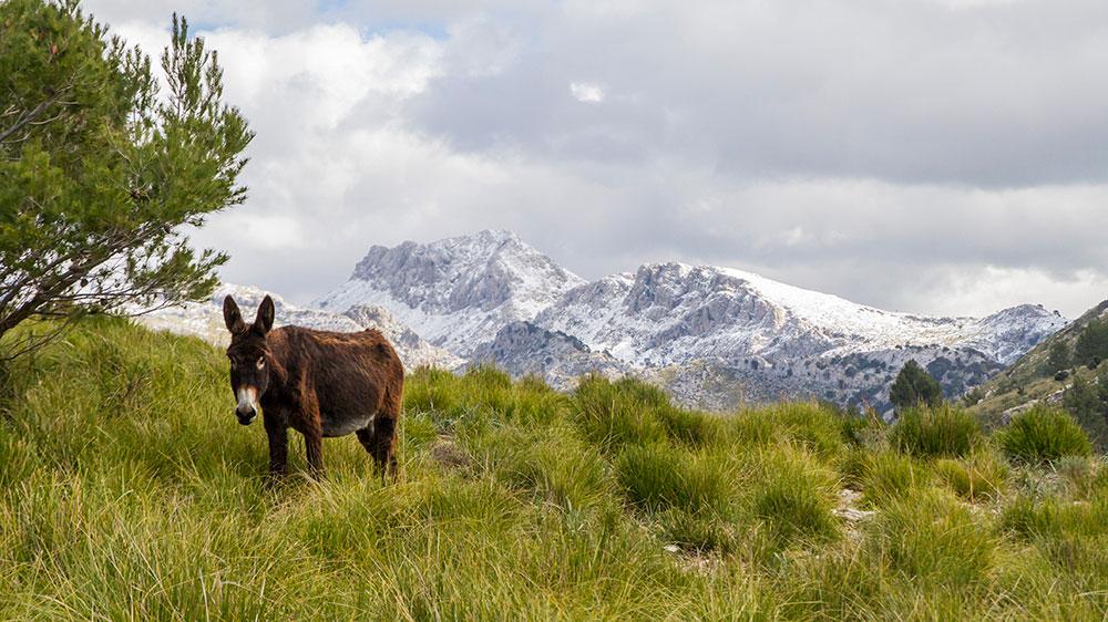 Mallorca Collection | Hiking in Mallorca